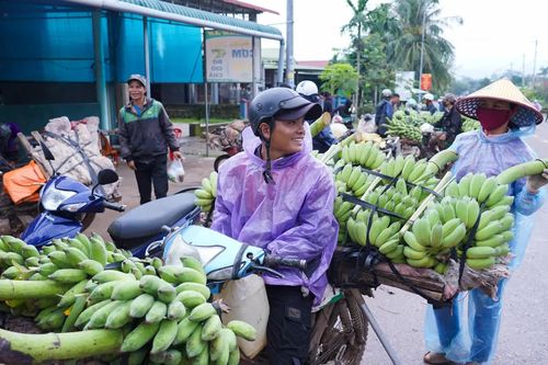Cần lập lại trật tự giao thông khu vực mua bán chuối ở Lao Bảo