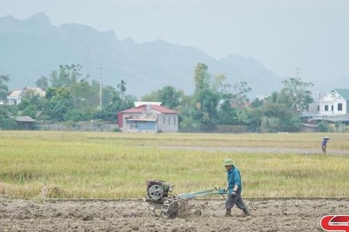 Chuẩn bị tốt các điều kiện sản xuất cây vụ đông