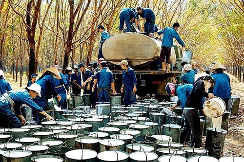 Dung lượng nhập khẩu cao su của 5 thị trường lớn nhất và thị phần của Việt Nam