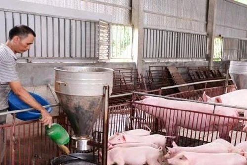 Hướng đi xanh từ chăn nuôi sinh học