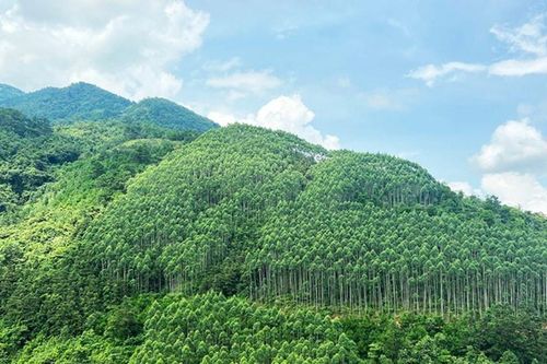 Phát triển lâm nghiệp bền vững: Làm tốt từ quy hoạch đến khai thác, chế biến, tiêu thụ