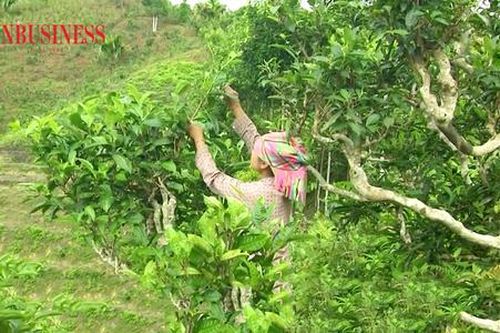 HTX làm 'đòn bẩy' giúp nông dân Lào Cai thoát nghèo bền vững