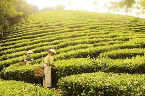 Từ vùng đất nghèo đến miền no ấm: Câu chuyện đổi thay từ KTTT ở Tuyên Quang