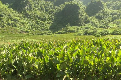 Phát triển cây dong riềng trở thành vùng nguyên liệu