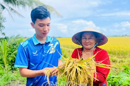 Bước tiến dài cho gạo BL9