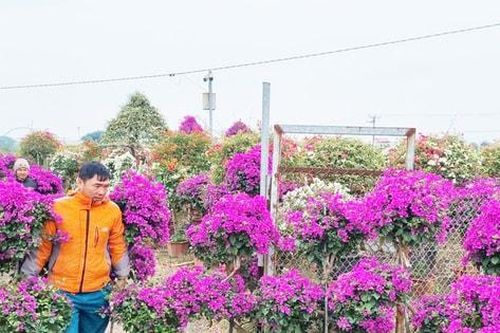 Những mô hình sản xuất nông nghiệp cho hiệu quả kinh tế cao ở Phù Đổng