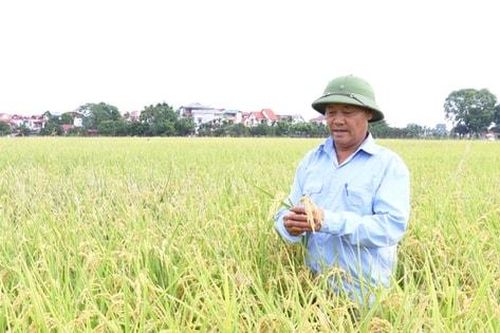 Hà Nội phát triển nông nghiệp chất lượng cao gắn với thị trường