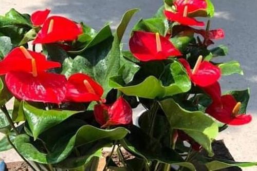 Cây phong thủy mang may mắn trồng vào mùa thu đông, Tết đến chơi hoa càng đẹp