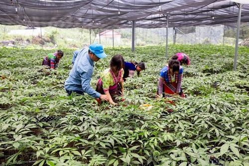 Giữ gìn tinh hoa y dược cổ truyền để phát triển công nghiệp dược Việt Nam
