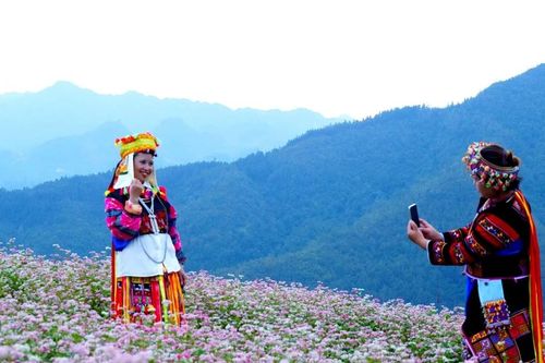 Tuyên Quang: Lễ hội Hoa tam giác mạch diễn ra vào cuối tháng 11