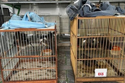 Báo động tình trạng buôn bán chim hoang dã trái phép