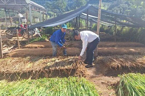 Quảng Ngãi: Ươm giống cà phê cấp miễn phí cho đồng bào Xơ Đăng
