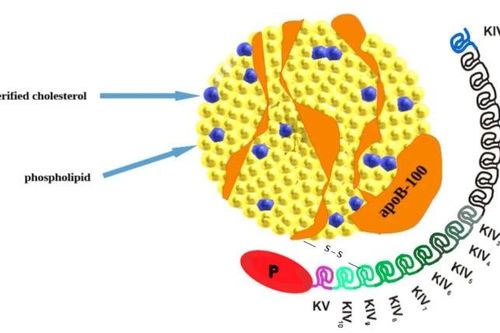 Xét nghiệm Lipoprotein (a) sớm kiểm soát bệnh tim mạch hiệu quả