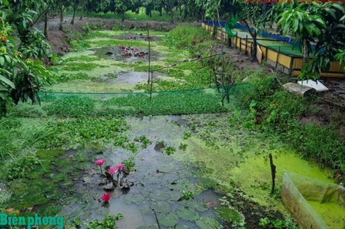 Triển vọng làm giàu ở vùng nông thôn xứ Nghệ
