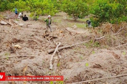 Gia Lai: 6.300m2 đất rừng bị tàn phá, hàng loạt cây rừng bị đốt cháy, xóa sổ