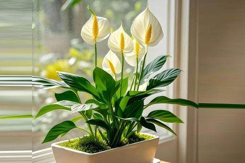 Lan Ý: Cây lọc không khí mang ý nghĩa may mắn và cân bằng phong thủy