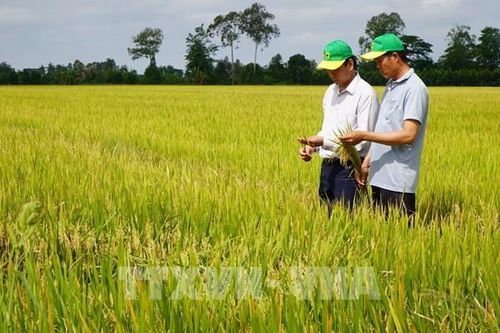Cần Thơ: Canh tác lúa giảm phát thải giúp nông dân tăng lợi nhuận, bảo vệ môi trường