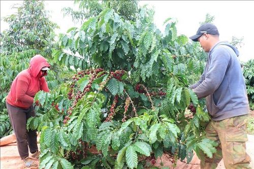 Lâm Đồng đặt mục tiêu 90% diện tích cà phê được tái canh, sử dụng giống mới