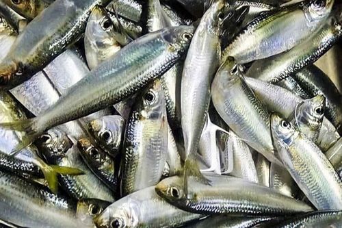 3 loại cá nên ăn vào mùa lạnh, sẽ tốt hơn nếu ăn cả xương