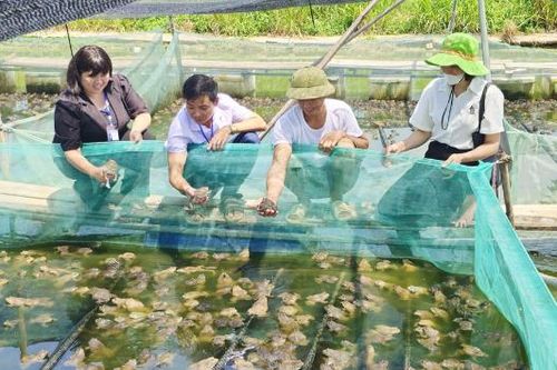 Nông nghiệp hàng hóa mở hướng phát triển kinh tế Nhã Nam