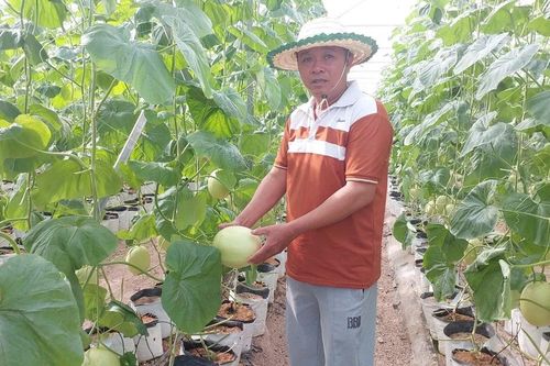 Chủ động chuyển đổi cây trồng mang lại giá trị kinh tế cao