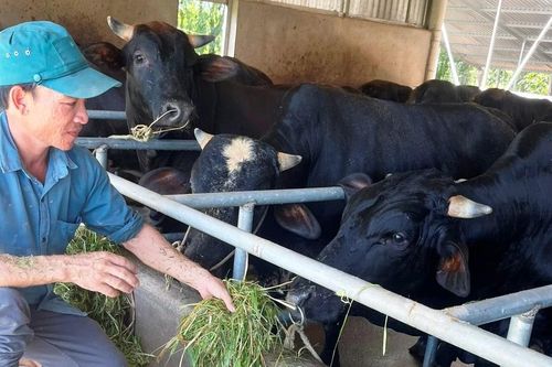 Gia Lai: 44 hộ nghèo, cận nghèo tham gia dự án chăn nuôi bò thịt vỗ béo