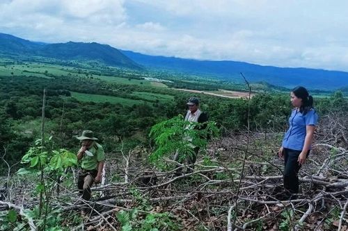 Phát hiện 5.700 m2 rừng bị hủy hoại ở xã Uar