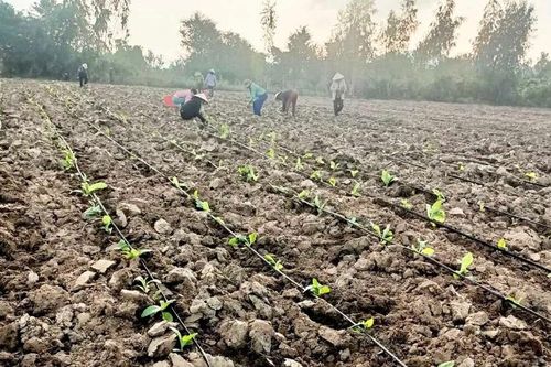 Ia Rsai tái cơ cấu nông nghiệp: Thích ứng biến đổi khí hậu