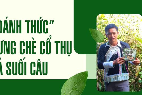 Đánh thức rừng chè cổ thụ Tả Suối Câu