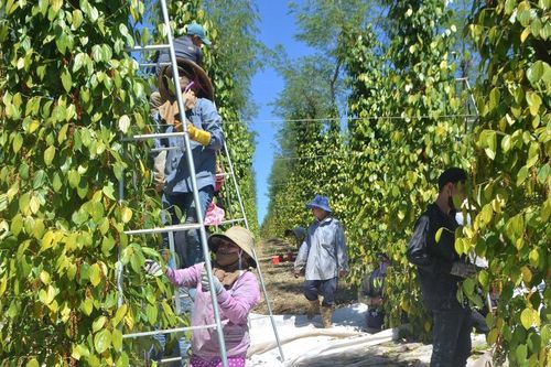 Thúc đẩy các giải pháp sản xuất, kinh doanh hồ tiêu bền vững