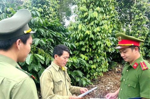 Quản lý chặt lao động thời vụ, bảo đảm an ninh mùa cà phê