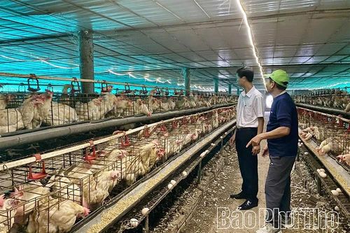 Làm giàu từ mô hình nuôi gà đẻ trứng ứng dụng công nghệ cao