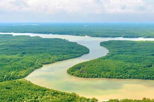 TP. Hồ Chí Minh: Giữ nguyên hiện trạng, diện tích rừng phòng hộ Cần Giờ