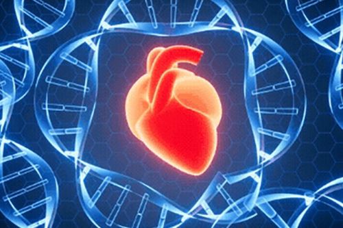 Phát hiện đột phá: Trái tim con người có thể tự phục hồi