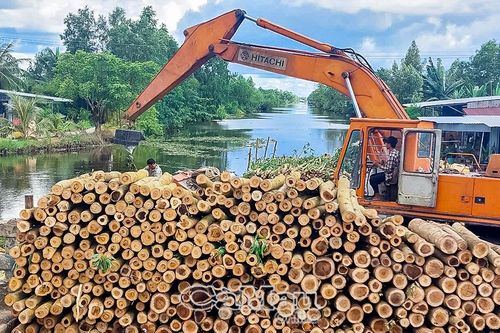 Keo lai được mùa, được giá