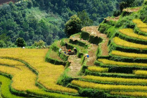 Khám phá mùa lúa chín yên bình ở bản Háng Đăng Dê, Lào Cai