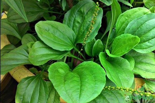 Cây Mã đề chữa bệnh gì?