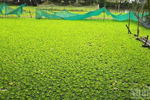Nông dân An Giang nuôi ốc đồng cải thiện đời sống