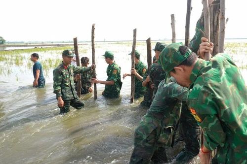 Nhiều nỗ lực cứu lúa trong mưa lũ