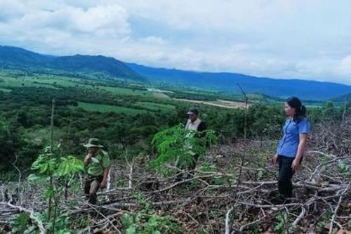 Phát hiện hàng ngàn mét vuông rừng ở xã Uar bị hủy hoại