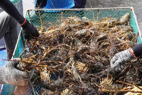 Thương lái đổ đến thủ phủ tôm hùm miền Trung mua tôm 'chạy bão'