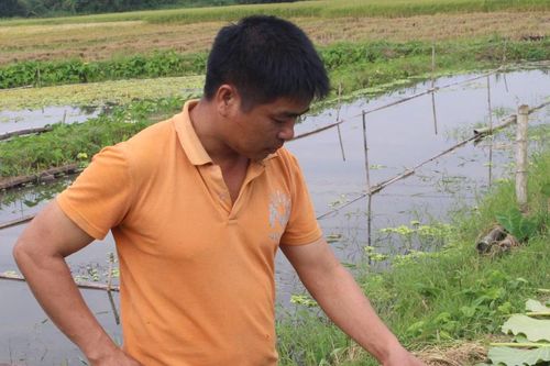 Chuyển hướng từ ruộng lúa kém hiệu quả sang nuôi ốc thương phẩm
