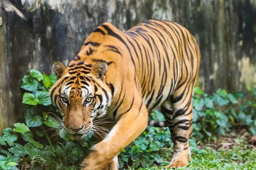 Lí do một hộ dân ở Thanh Hóa muốn chuyển giao vô điều kiện bầy hổ 9 con