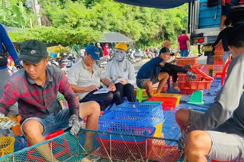 Thủ phủ tôm hùm lớn nhất miền Trung 'chạy bão'