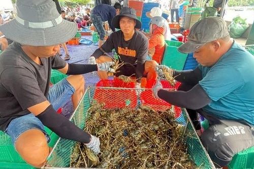 Người dân Đắk Lắk hối hả bán tháo tôm hùm chạy bão số 13