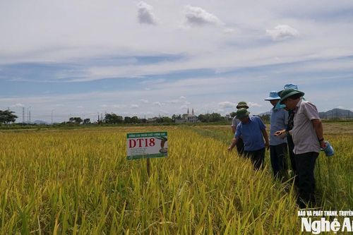Chi cục Trồng trọt và Bảo vệ thực vật Nghệ An: Hành trình 40 năm bảo vệ những mùa vàng