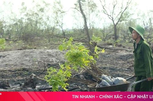 Khó khăn trong phục hồi 'tuyến đê xanh' ở Hà Tĩnh sau thiên tai