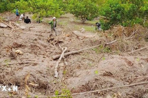 Gia Lai làm rõ vụ phá hơn 6.300m² rừng tự nhiên tại xã Uar