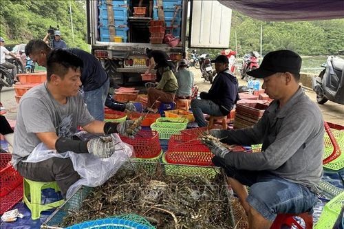 Khẩn trương thu hoạch tôm hùm tránh bão số 13