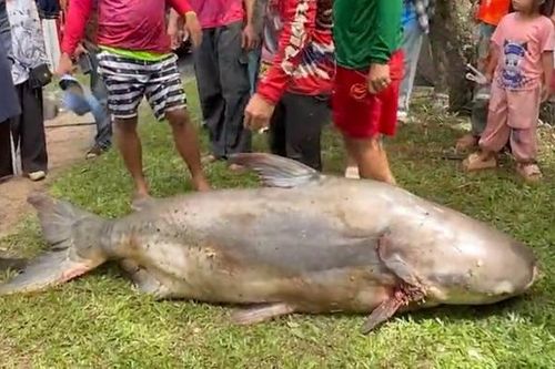 Ngư dân bắt được con cá tra dầu khổng lồ nặng 200kg trên sông